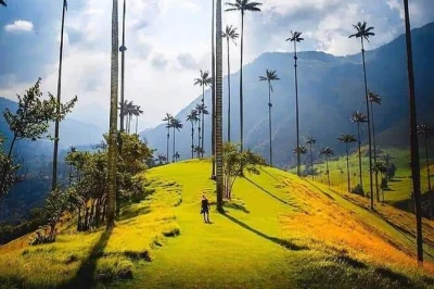 Scopri la nebbiosa valle del cocora, esplora i sentieri di salento e vivi l’esperienza diretta con i coltivatori di caffè, con pick-up e guida locale inclusi.