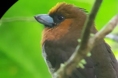 Descubre monteverde con un guía local, avistando quetzales y tangaras raras en el bosque nuboso. incluye guía certificado y telescopio profesional.