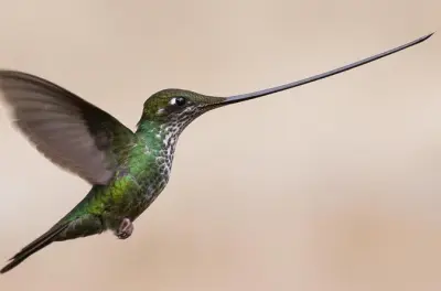 Hummingbird Birdwatching near Bogotá: 17 Species Up Close