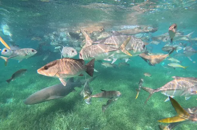 Snorkeling à Hopkins Belize : Pêche au récif et déjeuner sur une île