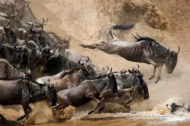 Serengeti da Arusha: 4 giorni tra Big 5 e migrazione animale
