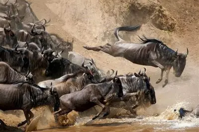 4-tägige Serengeti Safari ab Arusha: Big 5 und Tierwanderung