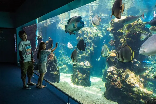Nouméa Aquarium with Hop On Hop Off bus pass: 33 tanks