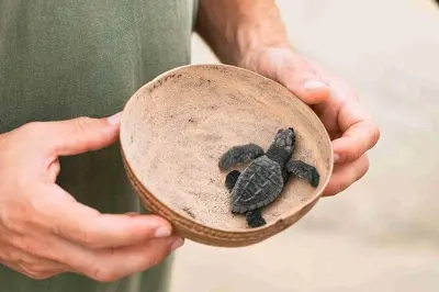 Huatulco Schildkrötenfreilassung & Biolumineszenz Tour: 10 Stunden