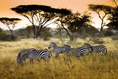 Tour di 4 giorni a Lake Manyara, Serengeti e Ngorongoro da Arusha