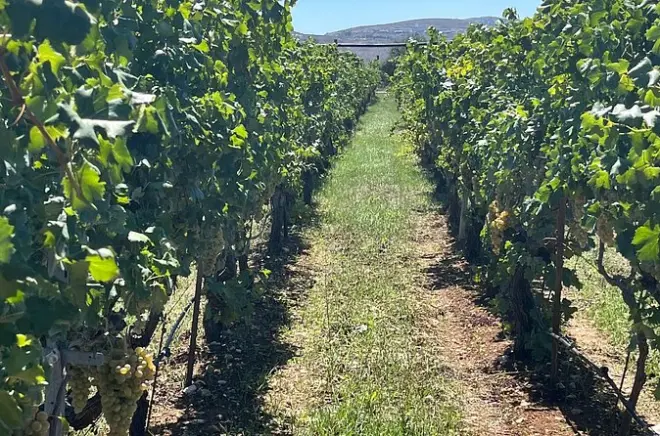 Desde Heraklion, 10 degustaciones y almuerzo en Lyrarakis y Titakis