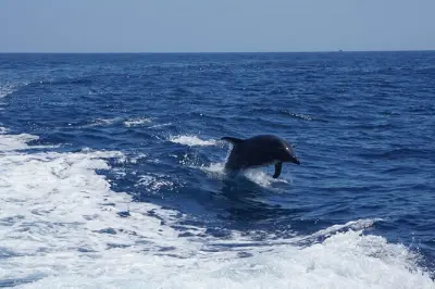 Avalon Dolphin & Sea Lion Tour: Small-boat Wildlife Spotting