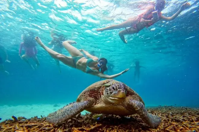 Snorkel en Koh Tao: 5 bahías y tiburones de arrecife