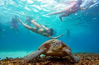 Schnorcheln in Koh Tao: 5 Buchten und Riffhaie