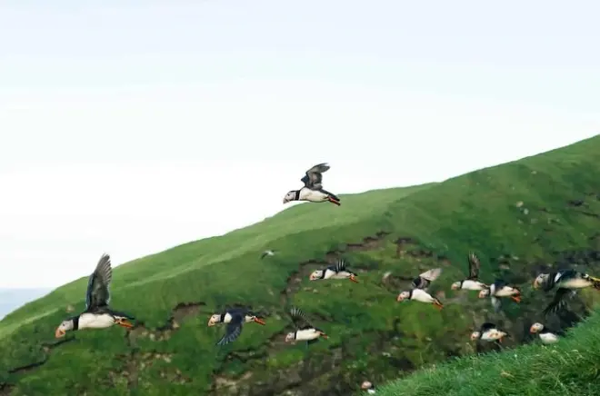 Puffin Safari Bootstour: Insel Vágar & Drangarnir