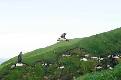 Puffin Safari Boat Tour: Vágar Island & Drangarnir
