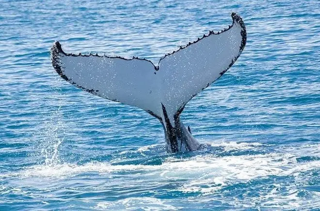 Hilo humpback whale tour: Winter migration viewing