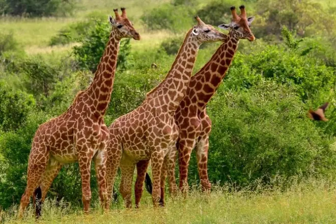 Tsavo East Safari ab Mombasa: 3 Tage Pirschfahrten und Tiere