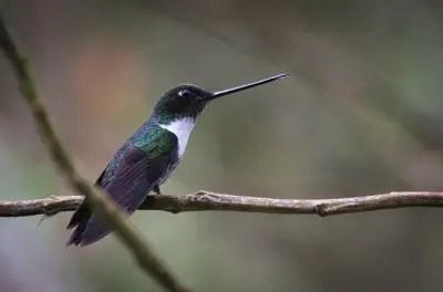 Chicaque Cloud Forest Birding from Bogotá: Identify 30+ Species