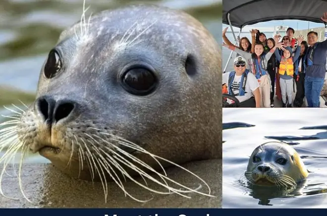 Croisière de 1,5 h en ponton à Seal Cove, Pictou