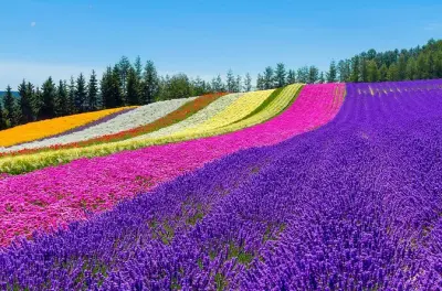 Passeio privado em Furano e Biei: Campos de lavanda e fazendas
