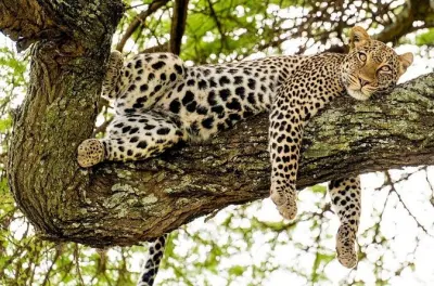 Safari privato 5 giorni Tanzania: Tarangire, Serengeti, Ngorongoro