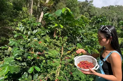 Kaffeeliebhaber-Farm und Röst-Tour in Dalat: Ernte und Rösten