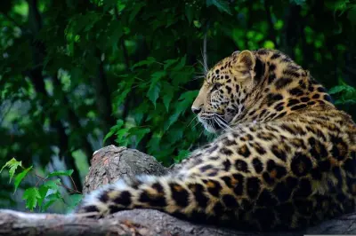 Wilpattu Safari ab Anuradhapura: Private Jeep-Tour, Leoparden