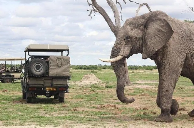 Chobe Safari from Victoria Falls: Game Drive & Boat Cruise