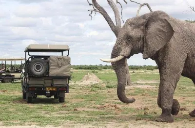Chobe Safari from Victoria Falls: Game Drive & Boat Cruise