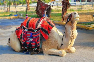 Essayez le quad et la balade à dos de chameau dans la palmeraie de marrakech. comprend la prise en charge à l’hôtel, une pause thé à la menthe et un guide local expert. réservez votre aventure