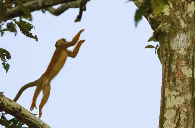 Forêt amazonienne : Séjour au lodge et découverte de la faune