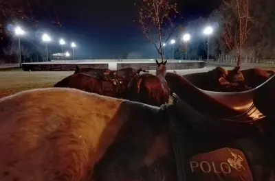 Buenos Aires Polo-Match & Argentisches Asado unter Sternen