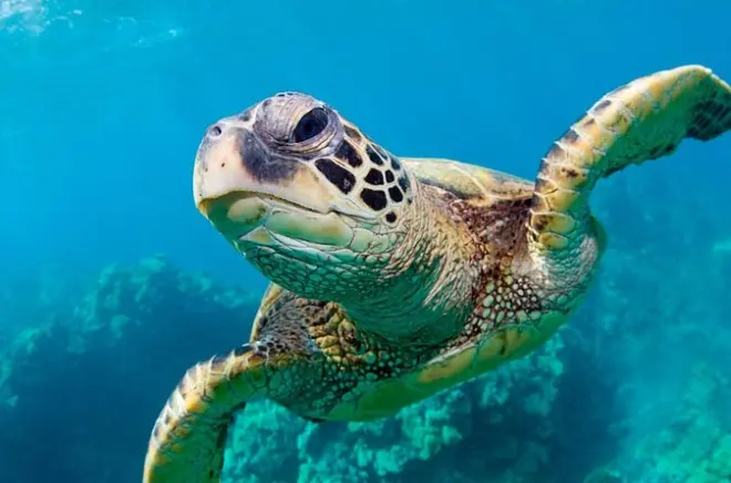 Nagez avec les tortues marines à Green Cay, près de Nassau