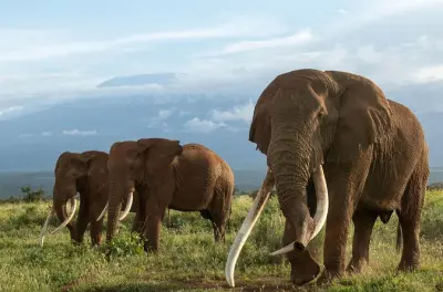 Safari circuito nord 5 giorni: Tarangire, Serengeti, Ngorongoro