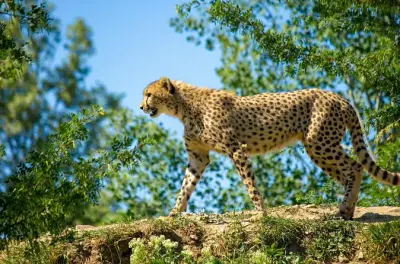 6-tägige Luxus-Safari: Tarangire, Serengeti & Ngorongoro