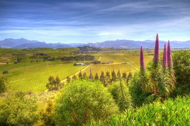 Da Blenheim a Marlborough: Degustazioni di vino e pranzo in 6 ore