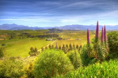 Marlborough Wine Tour from Blenheim: 6 hours, tastings and lunch