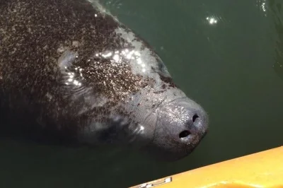 Float through merritt island’s quiet waters, kayak near manatees, spot dolphins, and learn from a local guide. includes gear and a relaxed 2-hour tour.