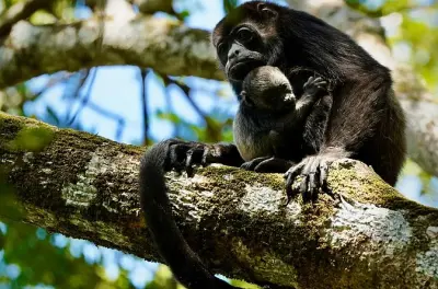 Tamarindo Vogelbeobachtung: Mangroven-Krokodile & Affen