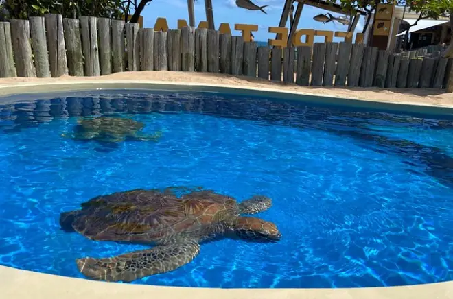 Praia do Forte: Playas y santuario de tortugas en tour privado