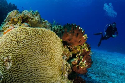 Feel the rush of cozumel’s reefs on a 2-tank dive with a local guide, boat ride, tanks & weights included. for certified divers only—pickup at allegro cozumel.