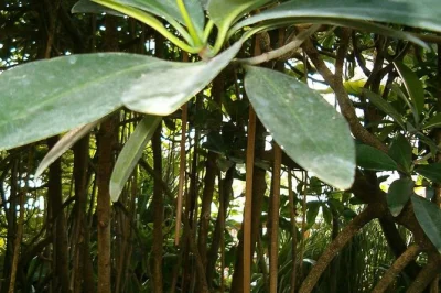 Feel the hush of makasutu’s sacred forest, glide by pirogue on mandinga bolong creek, and taste fresh palm juice—private transport from brikama included.