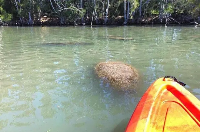 Kayak en Indian River: Avistamiento de delfines y manatíes
