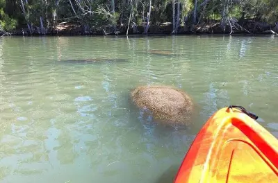 Kajakfahren im Indian River: Delfine & Manatis