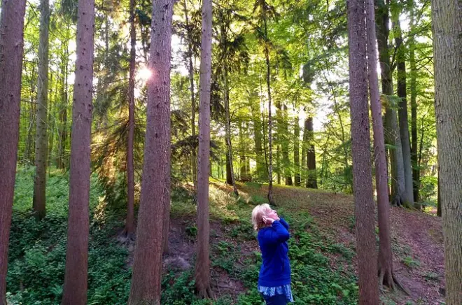 Shinrin Yoku in Sonian Forest near Brussels: Forest bathing