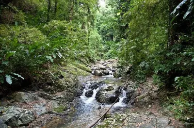 Tour alla cascata Argyle a Tobago: Nuota e osserva i colibrì
