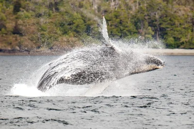 Feel the wild air of the strait of magellan on a full-day whale & glacier cruise from punta arenas. spot humpbacks, dolphins, penguins—includes breakfast & lunch.
