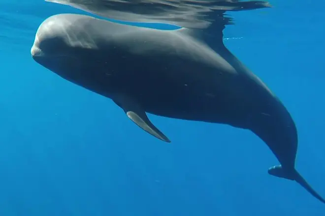 Private Catamaran Charter Tenerife: Whale & Dolphin Watching