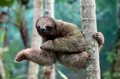 Rio Celeste, Sloths & Waterfalls Tour from Playa Hermosa