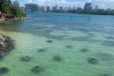 Feel the calm of condado lagoon in san juan, snorkel with manatees & sea turtles, and learn about local conservation efforts—guided tour with gear included.