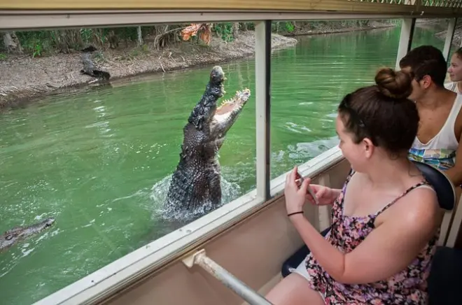 Frühstück mit Koalas im Hartley's Crocodile Park ab Cairns