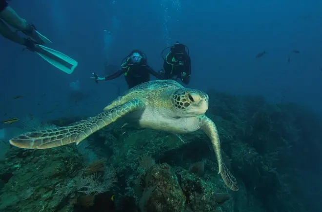 Buceo en Isla del Caño: Buzos certificados, grupos pequeños