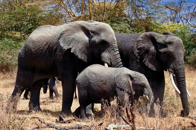Full Day Private Safari: Tarangire National Park from Moshi