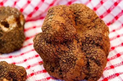 Dégustation istrienne au départ de Trieste : Villages, vin, truffes